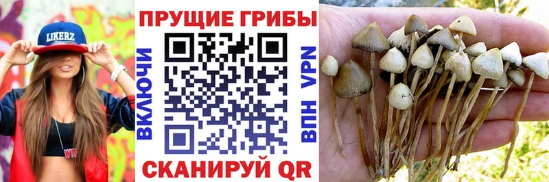 купить наркотик  ссылка на мегу зеркало  Галлюциногенные грибы прущие грибы  Железноводск 